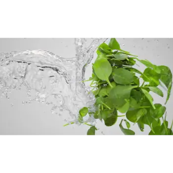 spinach (5)-7717455-33103.webp